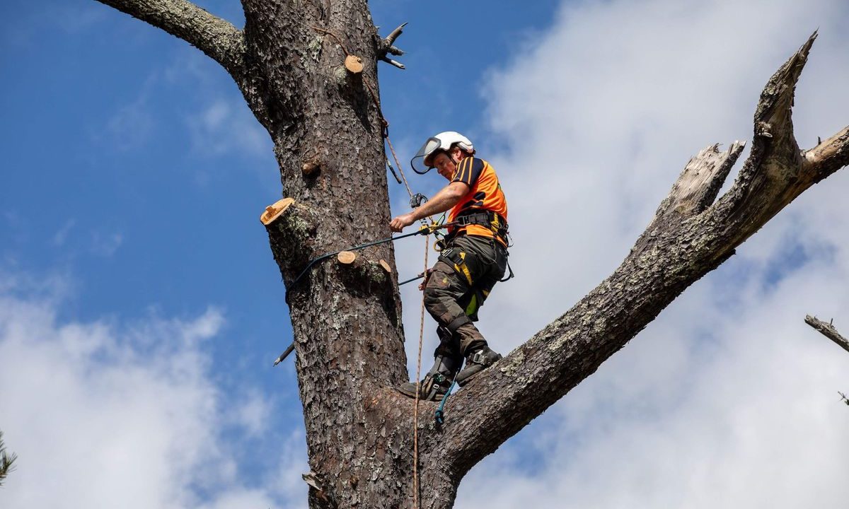 How Professional Tree Removal Protects Your Home